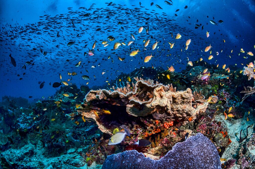 Explore the vibrant marine life and colorful corals beneath West Papua's crystal-clear waters.
