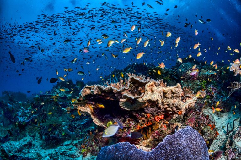 Explore the vibrant marine life and colorful corals beneath West Papua's crystal-clear waters.