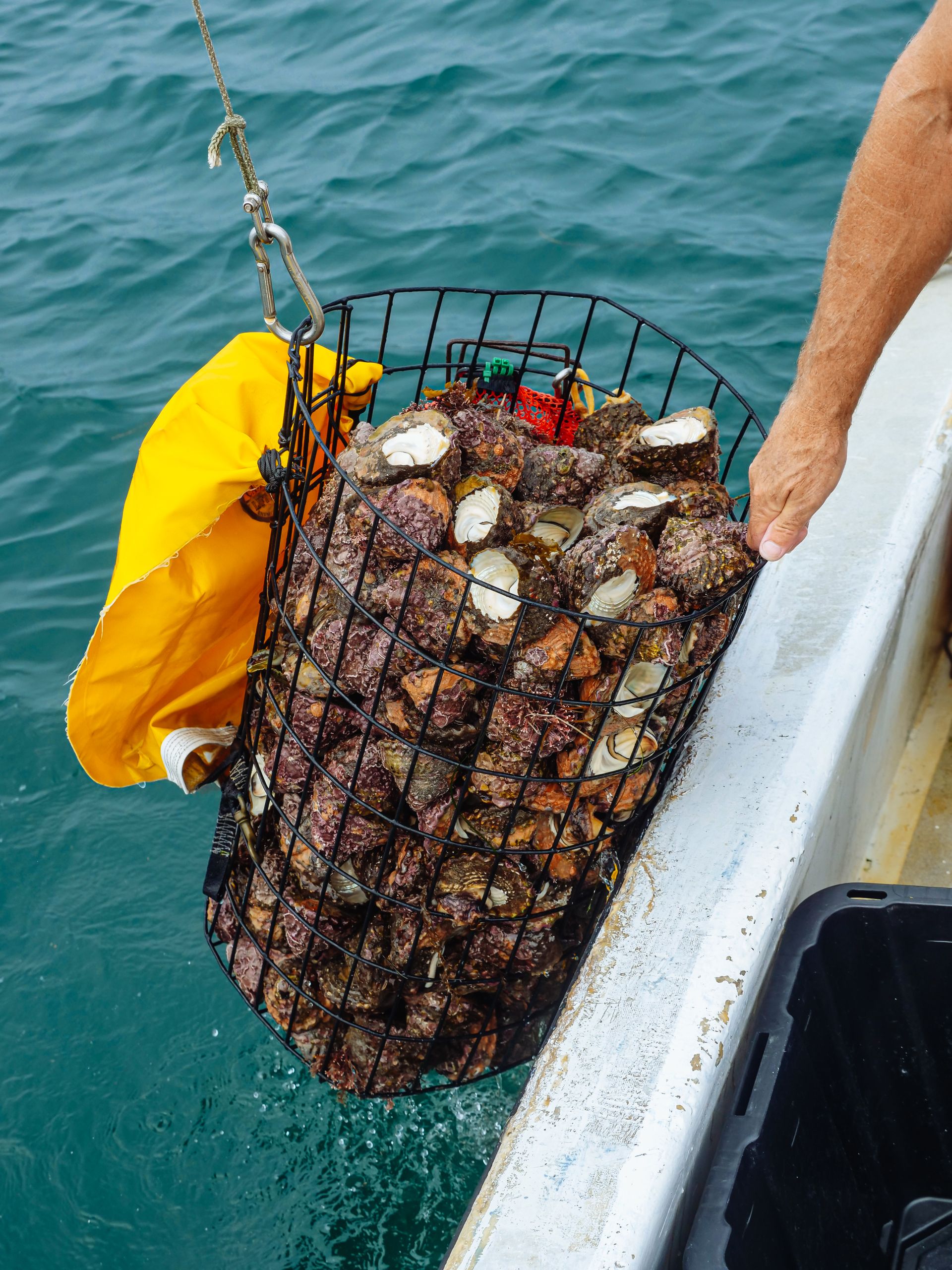 Basket of oyster shell being prepared for use in oyster reef restoration.