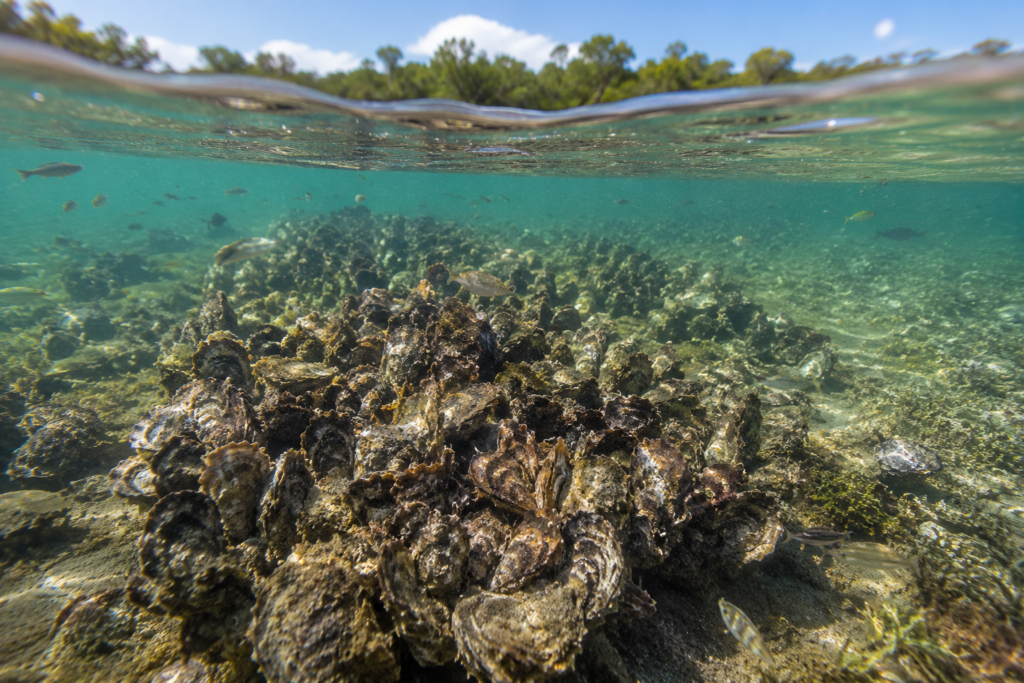 Restored oyster reef habitat in shallow coastal water