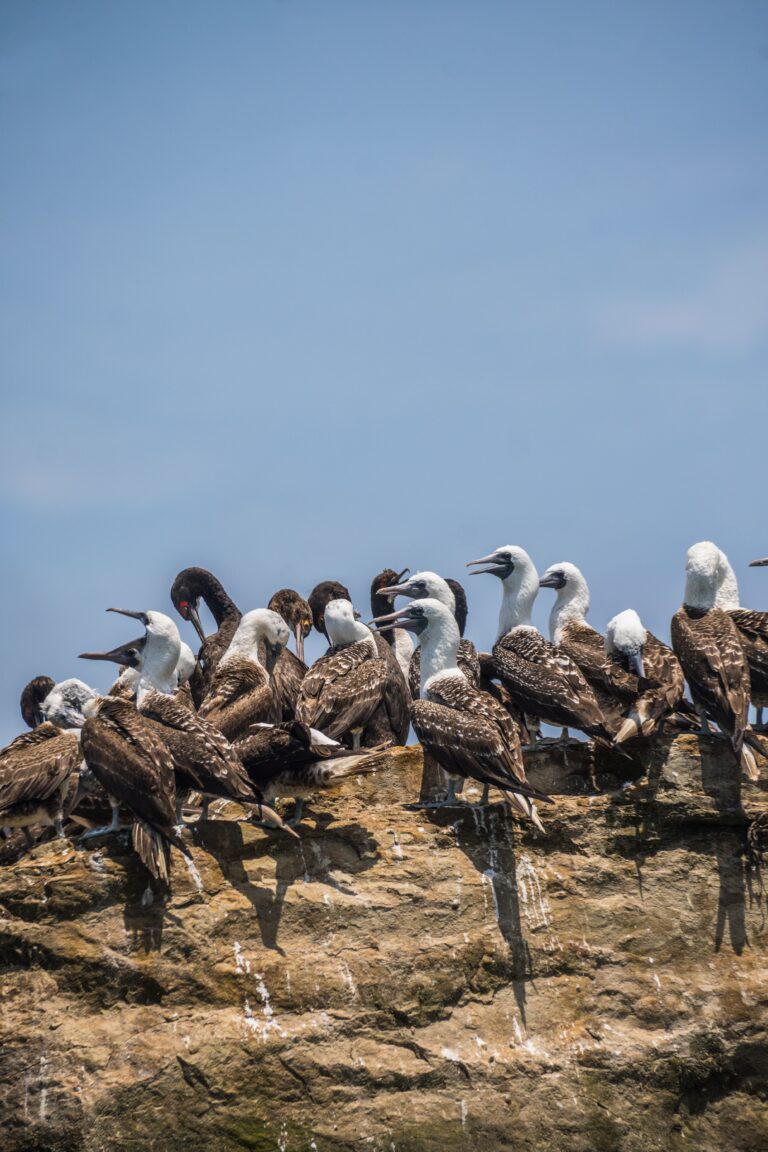 Hidden Bombs and Bird Colonies on the Fairfax Islands of the Great Barrier Reef