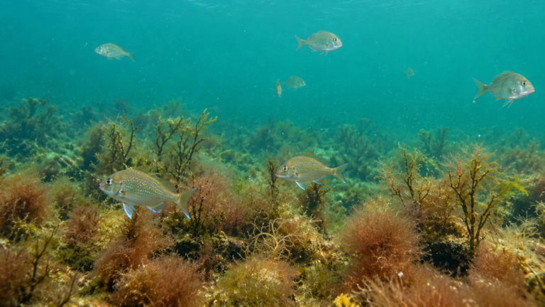 Windara Reef