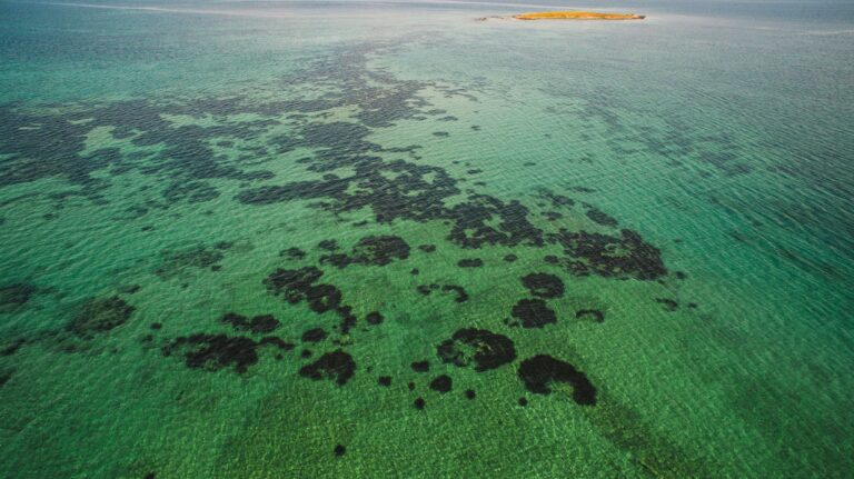 Hard Coral Cover Holds Steady Across the Great Barrier Reef in 2026 Survey