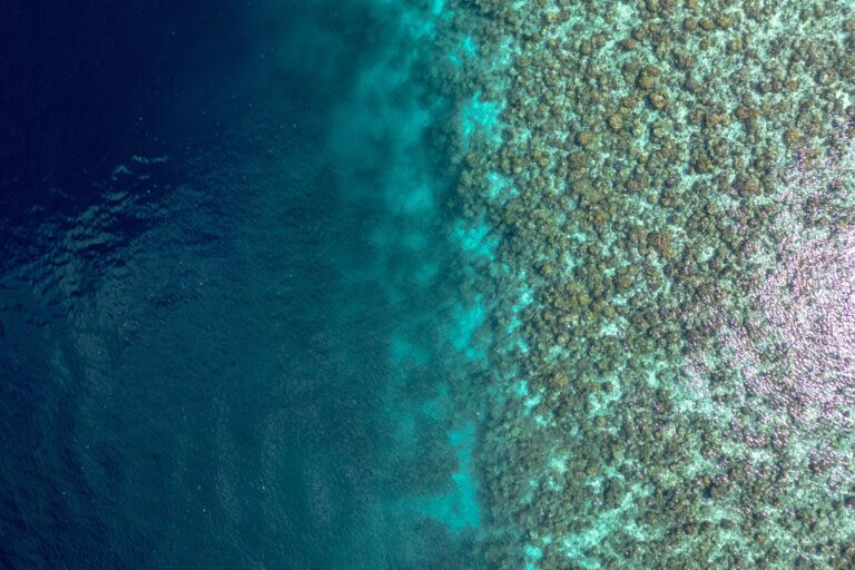 Coastal Habitat Restoration Boosts Water Quality and Fisheries in North Queensland