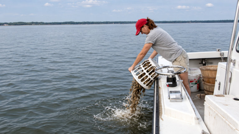 Chesapeake Bay