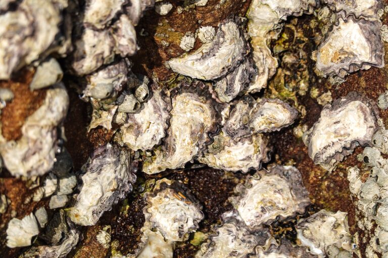 Limestone‑Based Shellfish Reefs Return to Swan River