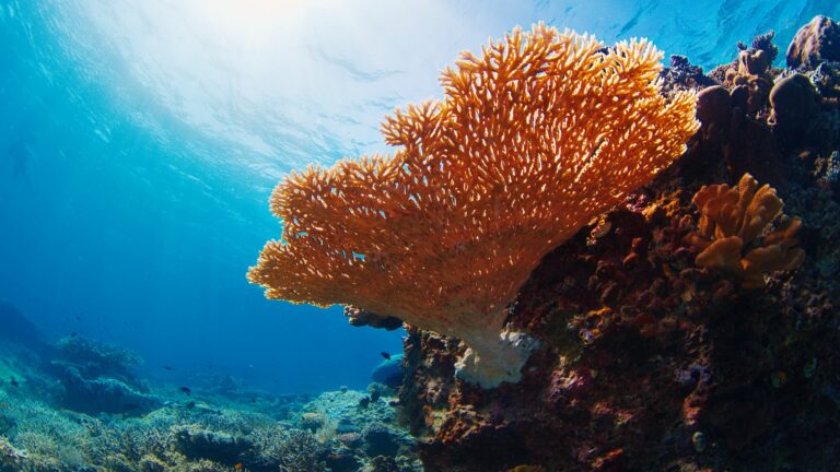 New Microbial Genomes Database Illuminates Great Barrier Reef Health